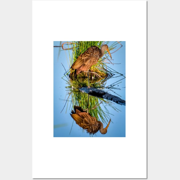 Brown Limpkin Wall Art by cbernstein